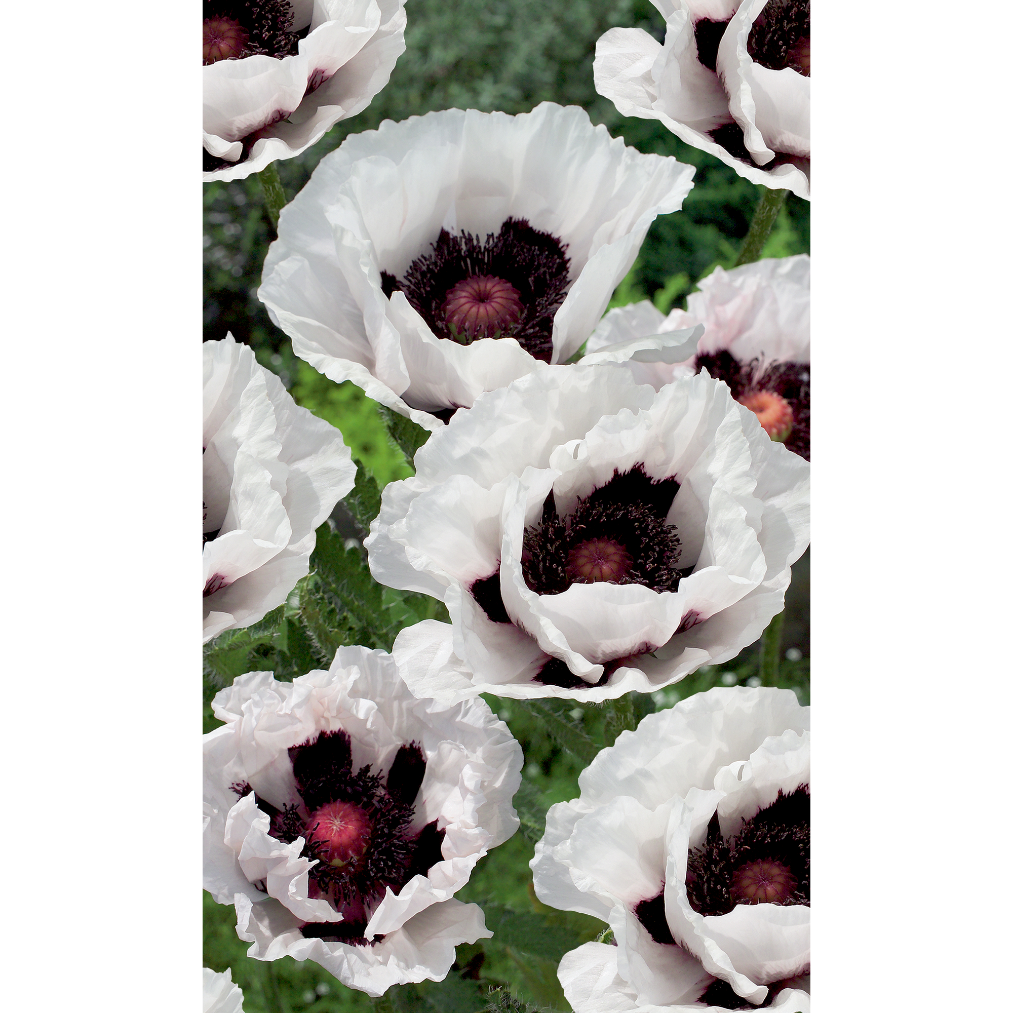 Orientalischer Mohn 'Perry's White', 9 cm Topf, 3er-Set + product picture