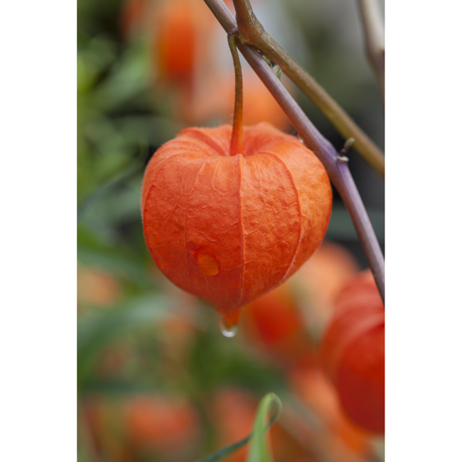 Bild von Lampionblume, 9 cm Topf, 3er-Set