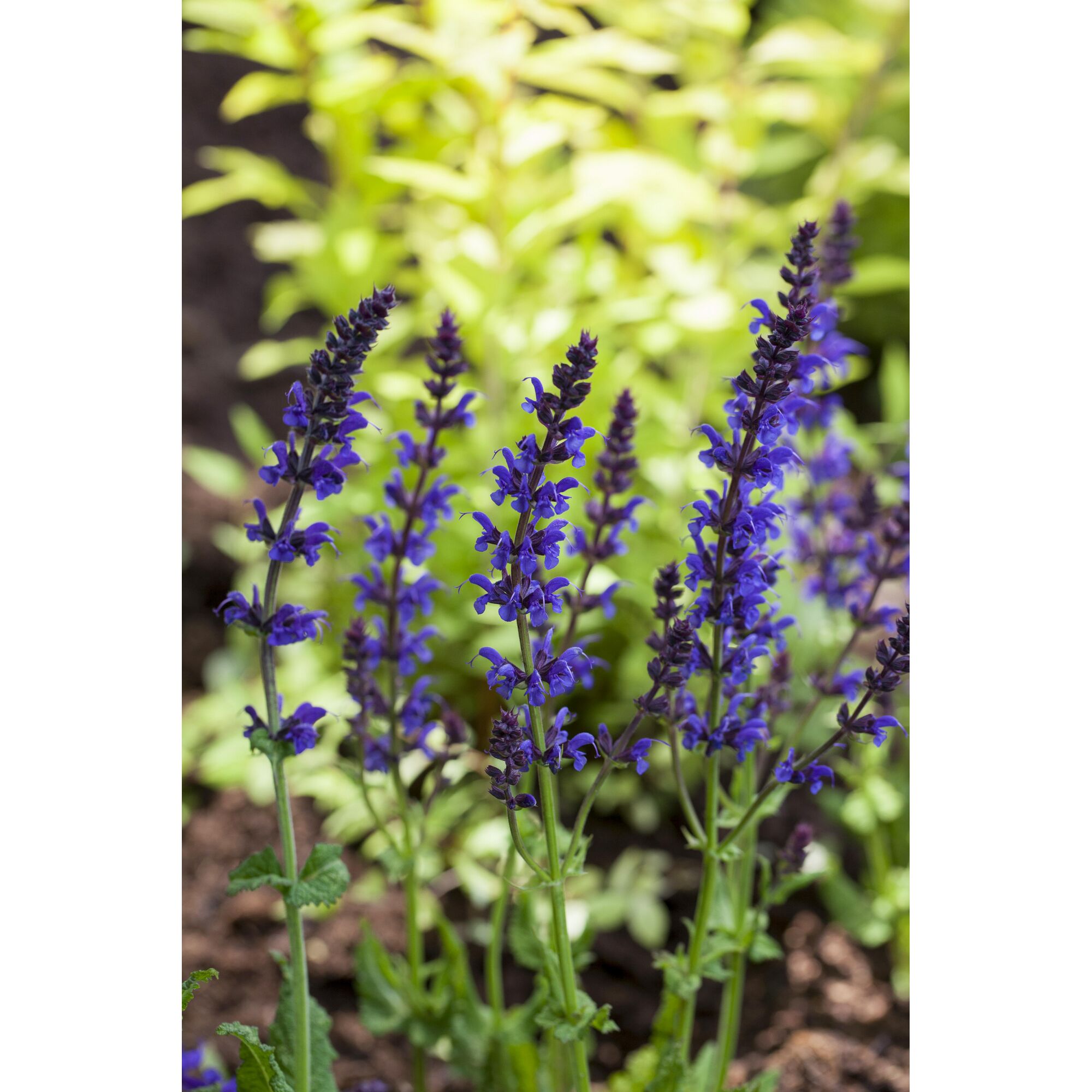 Lila Blüten des Salbei 'Ostfriesland'