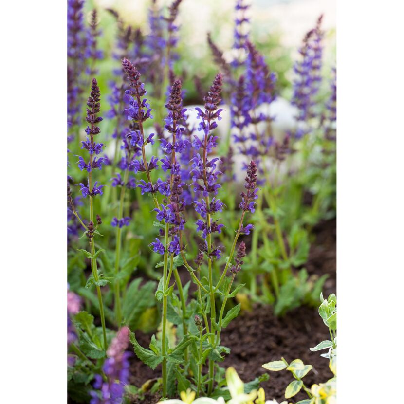 Lila Blüten des Staudensalbeis 'Ostfriesland'
