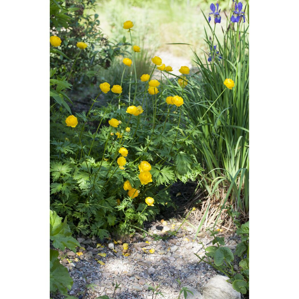 Europäische Trollblume, 9 cm Topf, 3er-Set