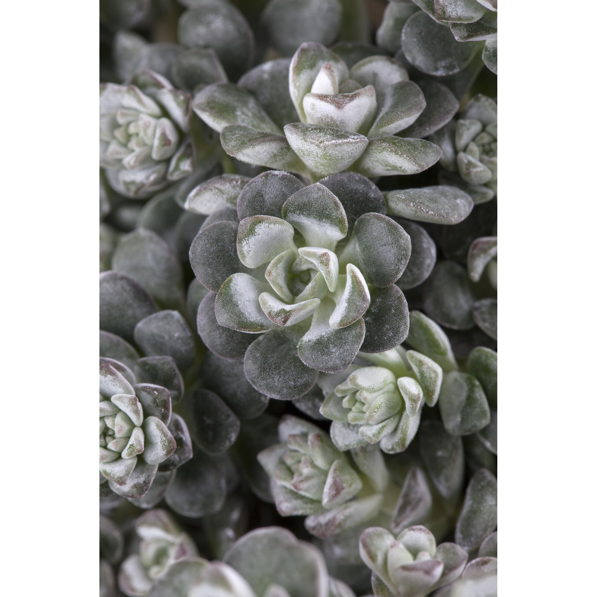 Nahaufnahme von Sedum Cape Blanco