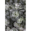 Verkleinertes Bild von Silberspatelsedum 'Cape Blanco', 9 cm Topf, 3er-Set