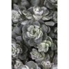 Nahaufnahme von Sedum Cape Blanco