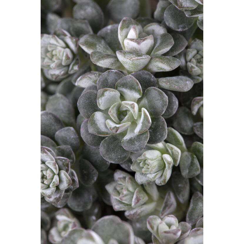 Nahaufnahme von Sedum Cape Blanco