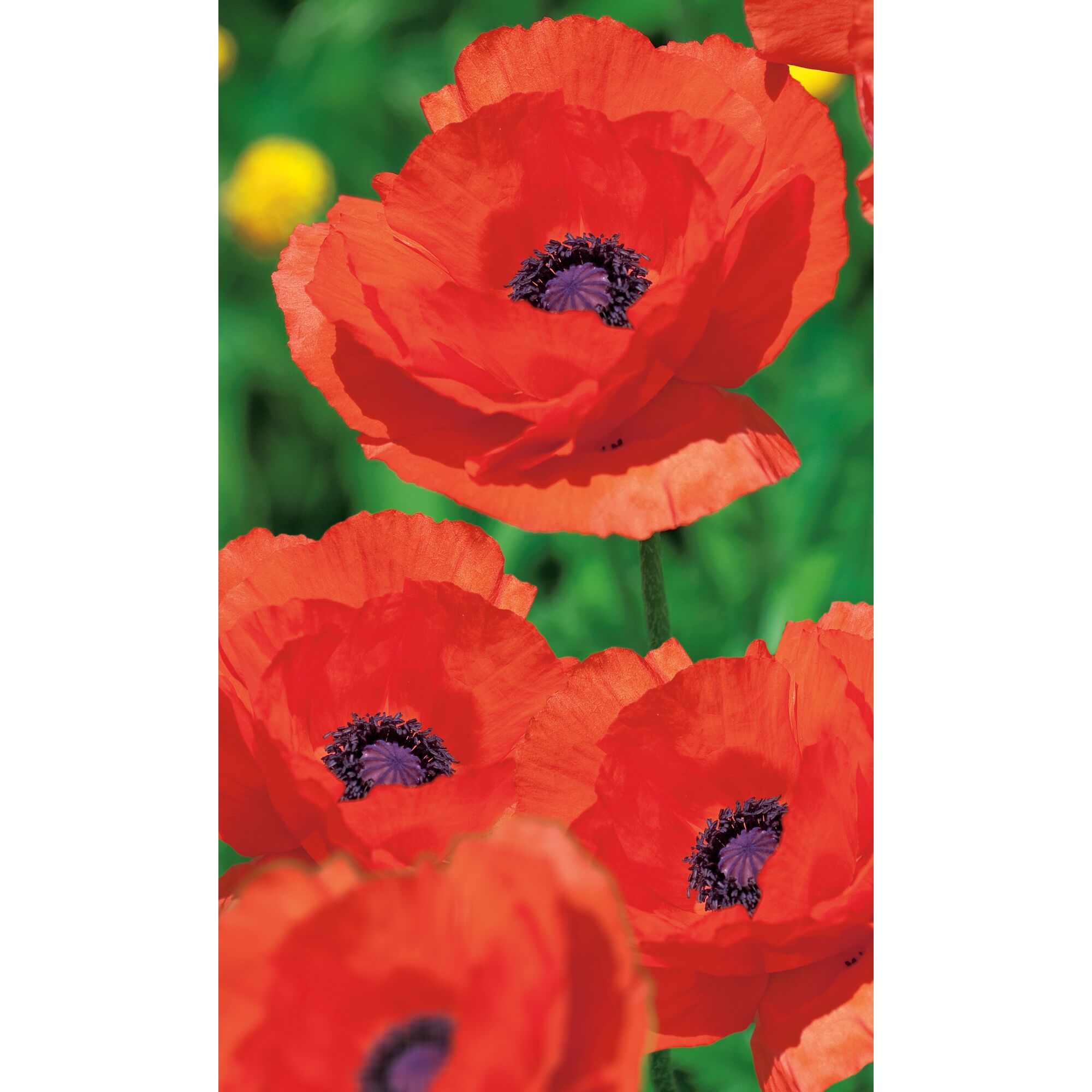 Nahaufnahme von roten Mohnblumen