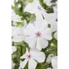 Weiße Polsterphloxblüten mit lila Mitte