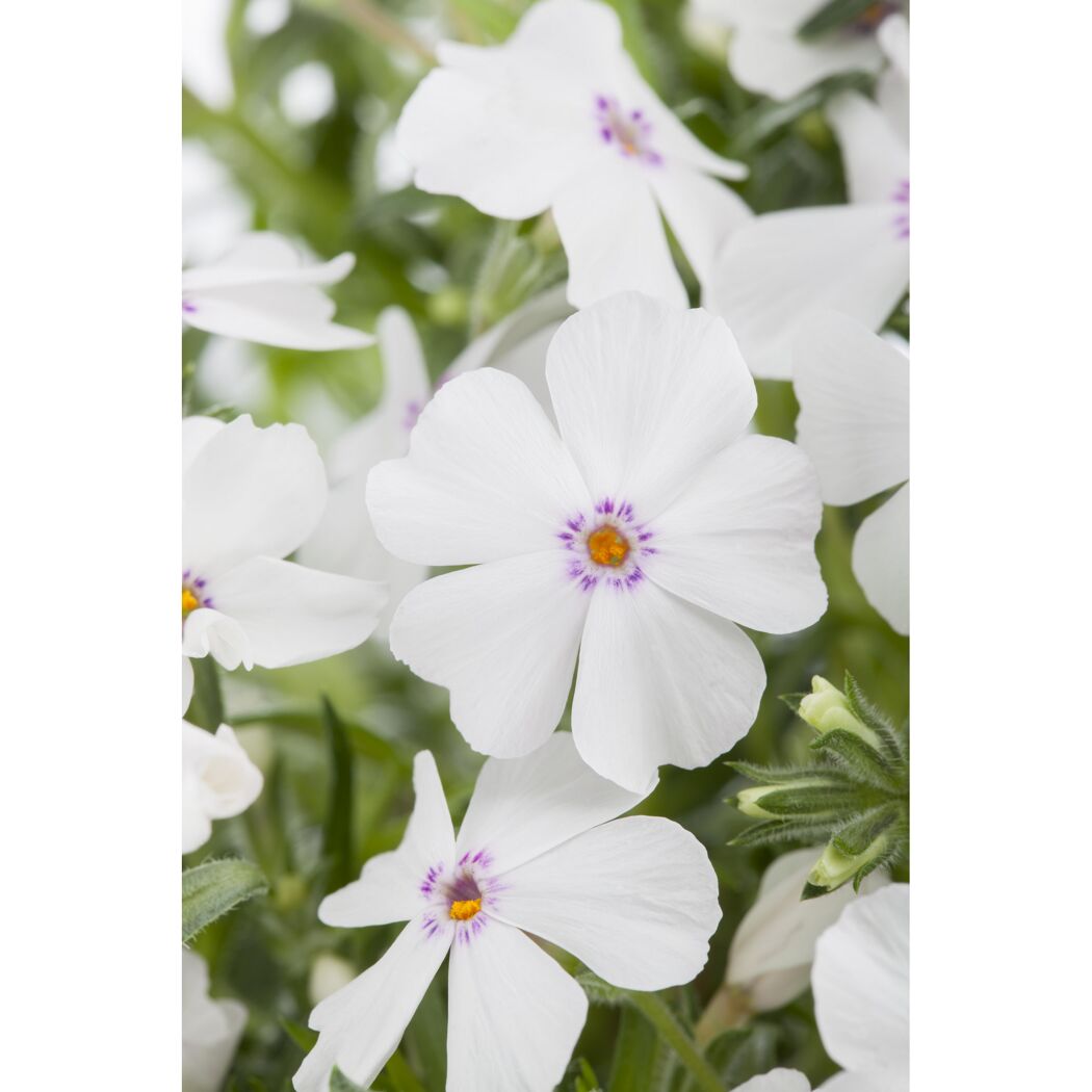 Weiße Polsterphloxblüten mit lila Mitte