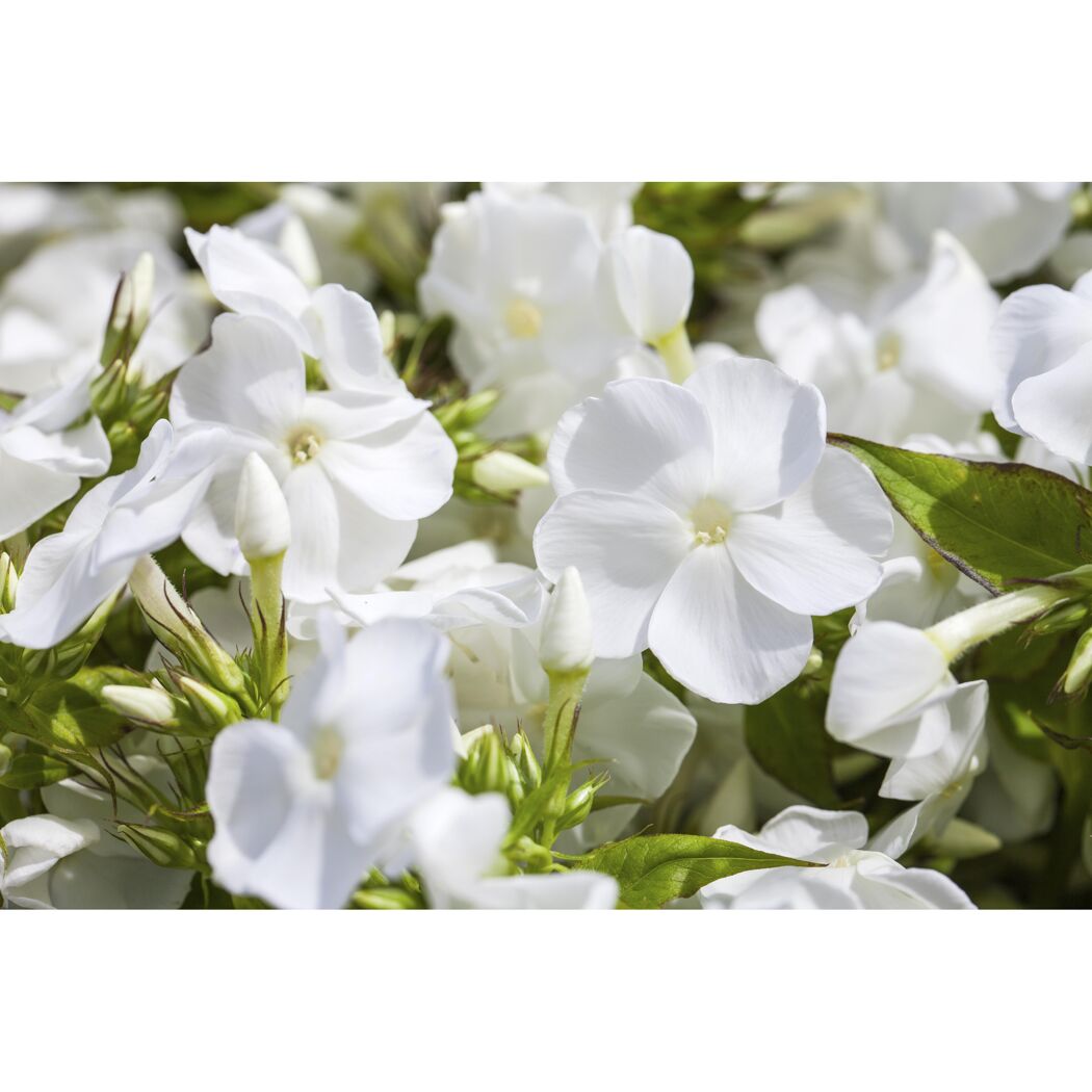 Flammenblume 'Danielle', 9 cm Topf, 3er-Set