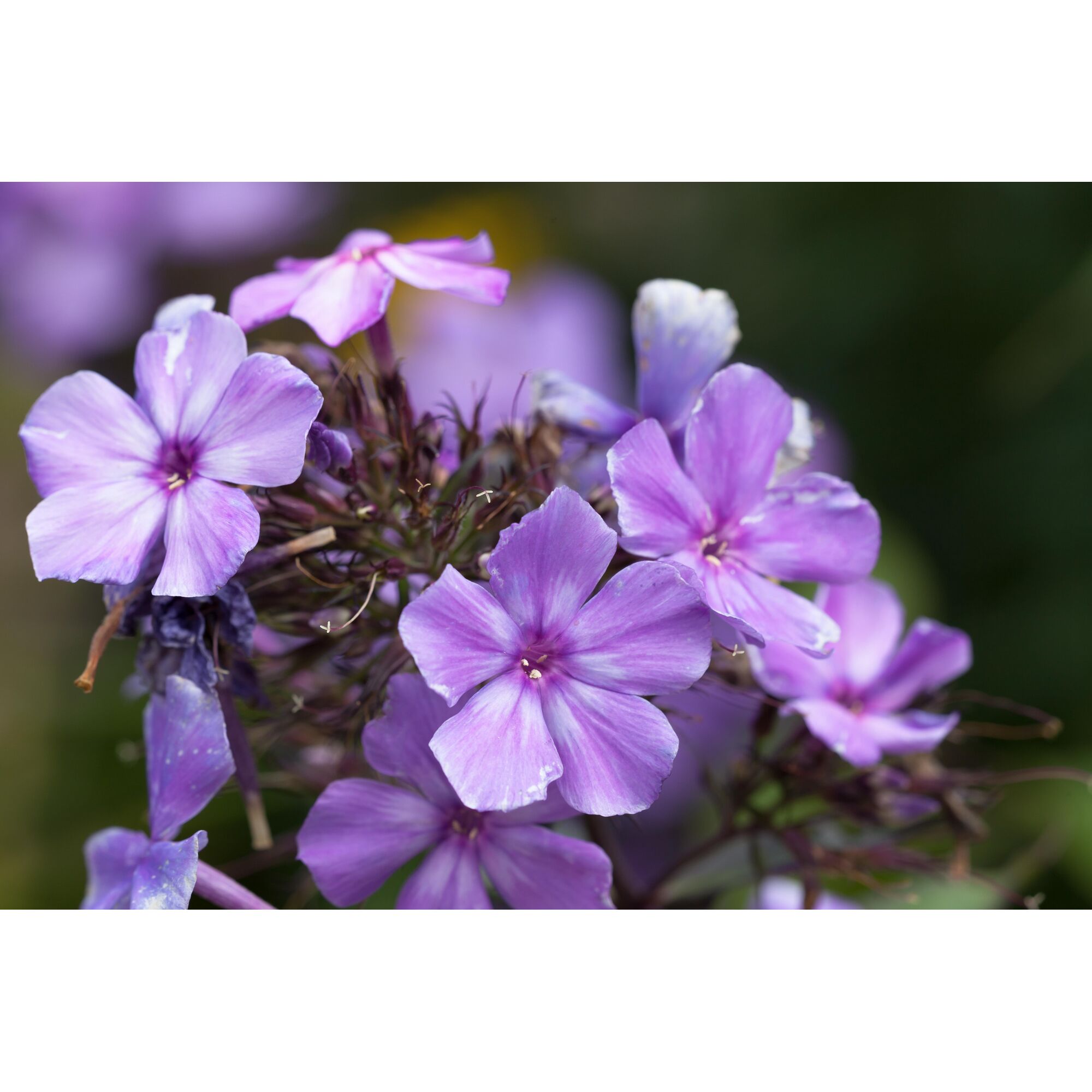 Nahaufnahme von violetten Flammenblumen.