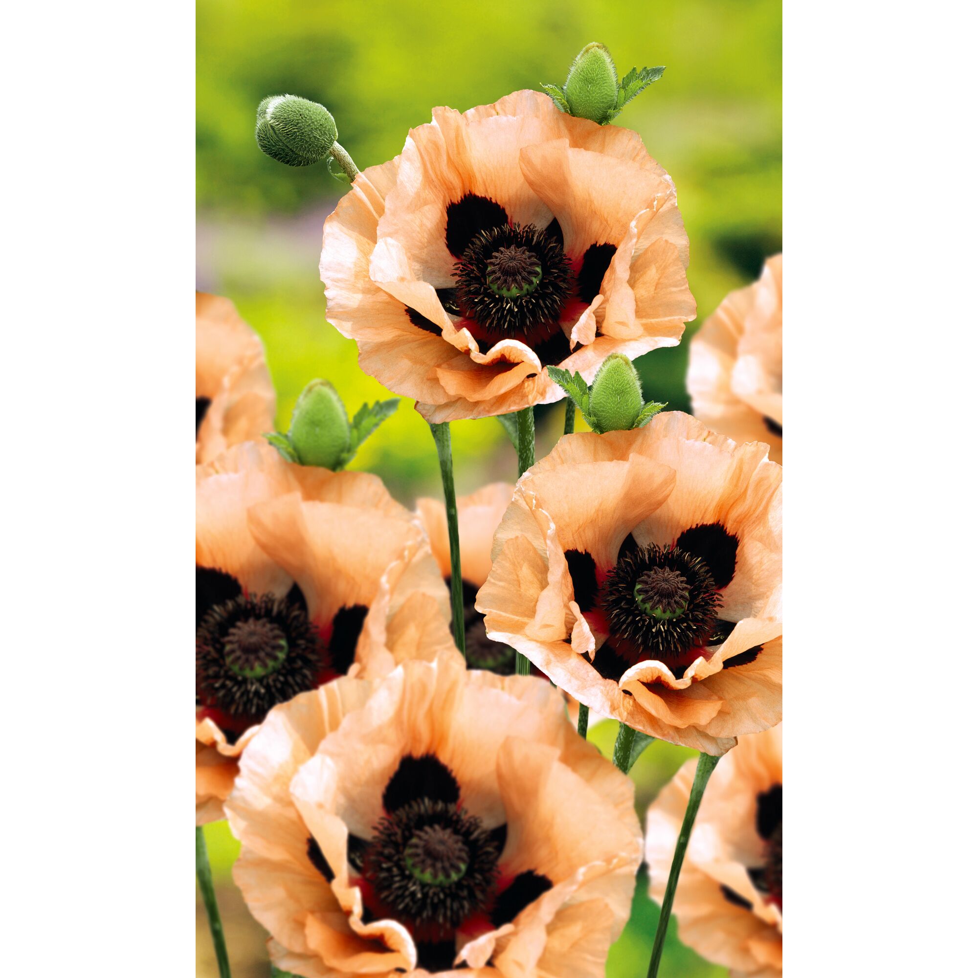 Pfirsichfarbener Mohn mit schwarzer Mitte