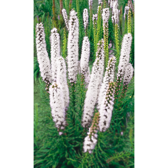 Bild von Prachtscharte 'Floristan', 9 cm Topf, 3er-Set