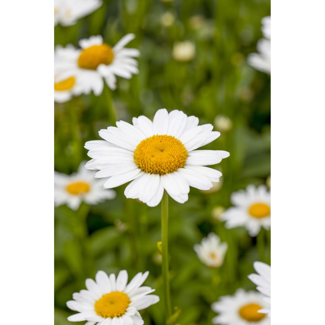 Nahaufnahme einer weißen Margerite mit gelber Mitte.