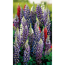 Bunte Lupinen
