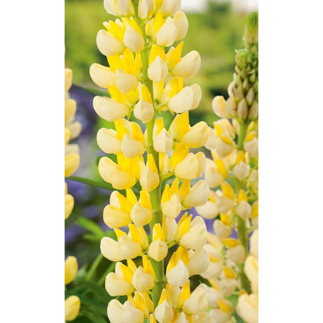 Gelbe Lupinenblüten