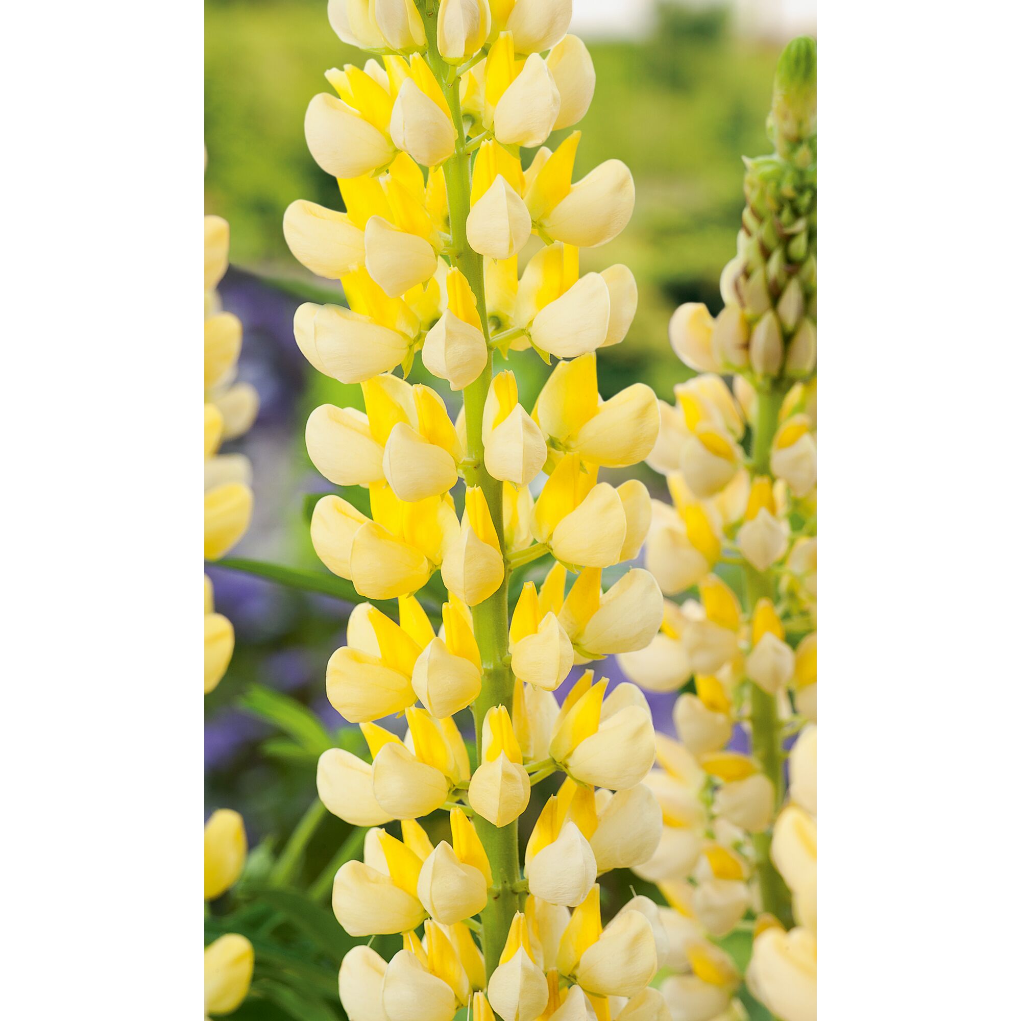 Gelbe Lupinenblüten