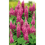 Lupinus Polyphyllus Nanus, rosa Blüten