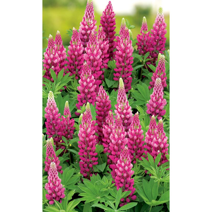 Lupinus Polyphyllus Nanus, rosa Blüten