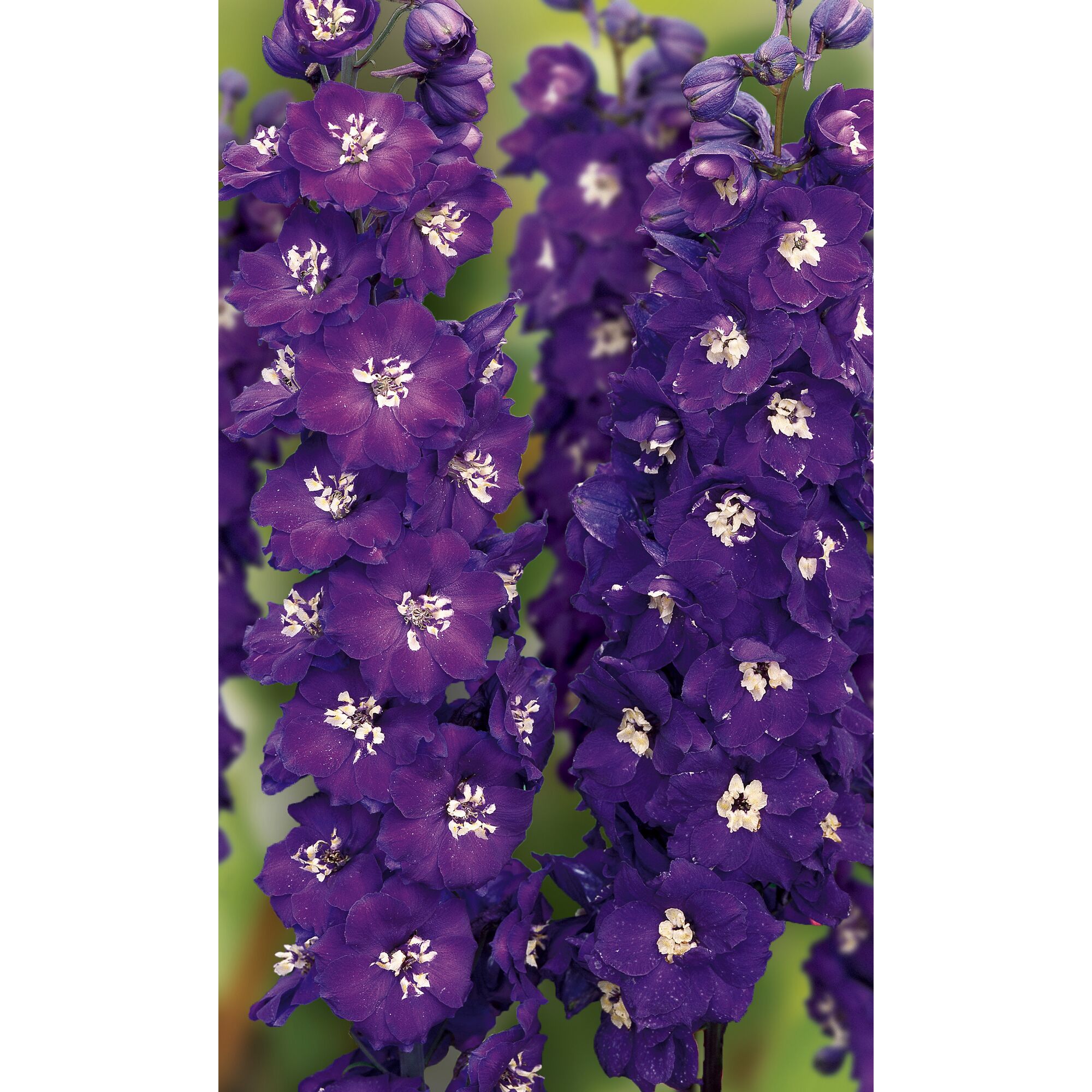 Rittersporn Delphinium Pacific, violett mit weißem Herz