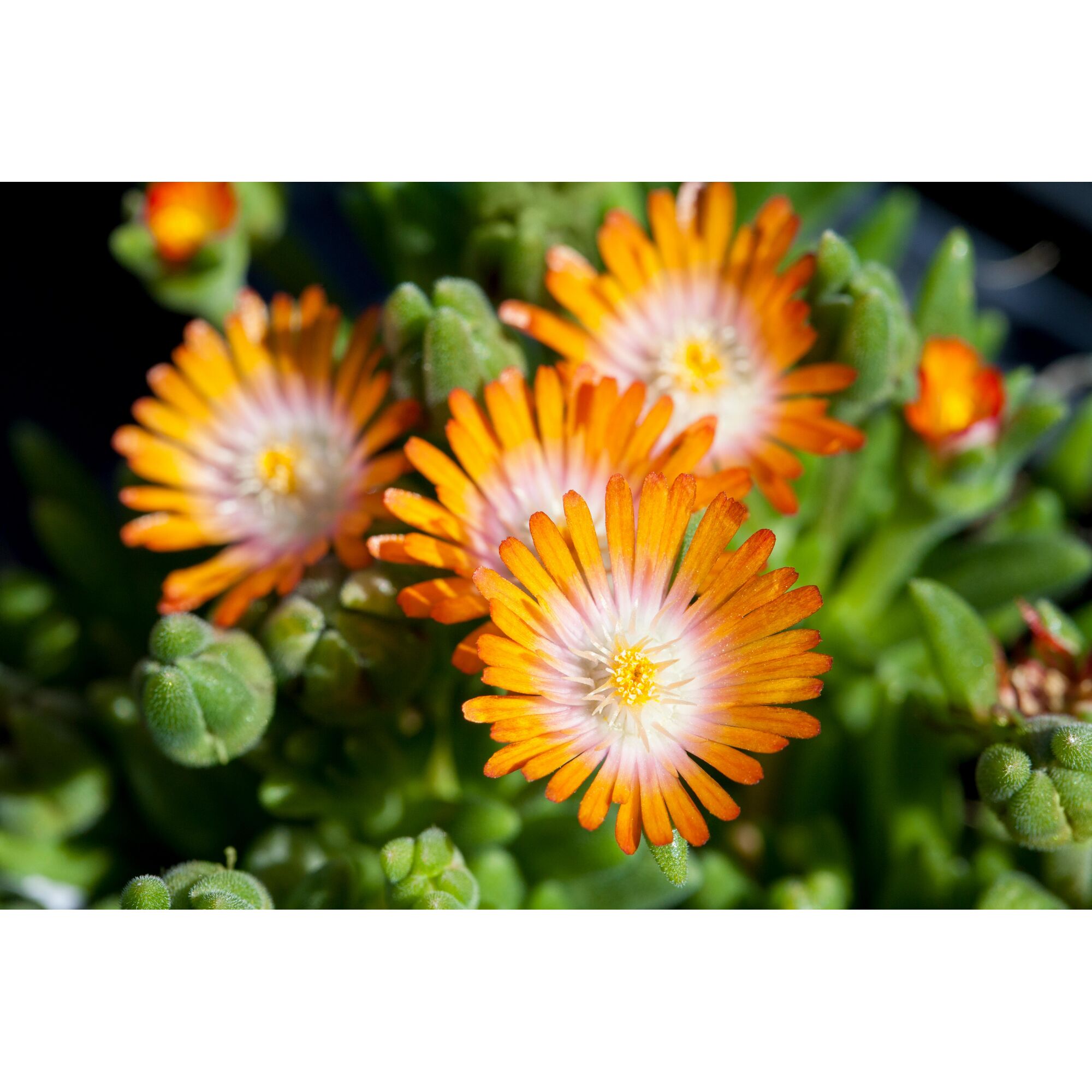 Nahaufnahme von drei orangefarbenen Mittagsblumen