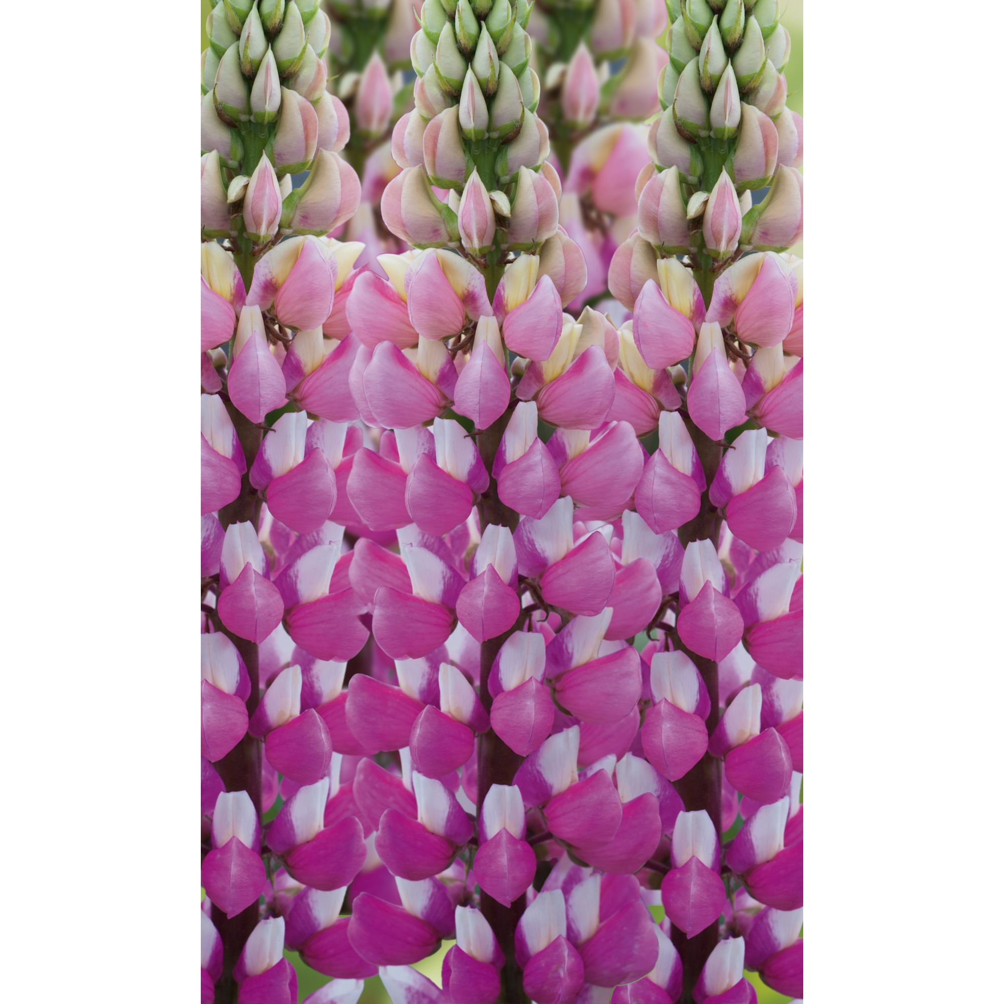 Lupine 'Nanus Gallerry', 9 cm Topf, 3er-Set + product picture