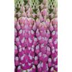 hauptbild