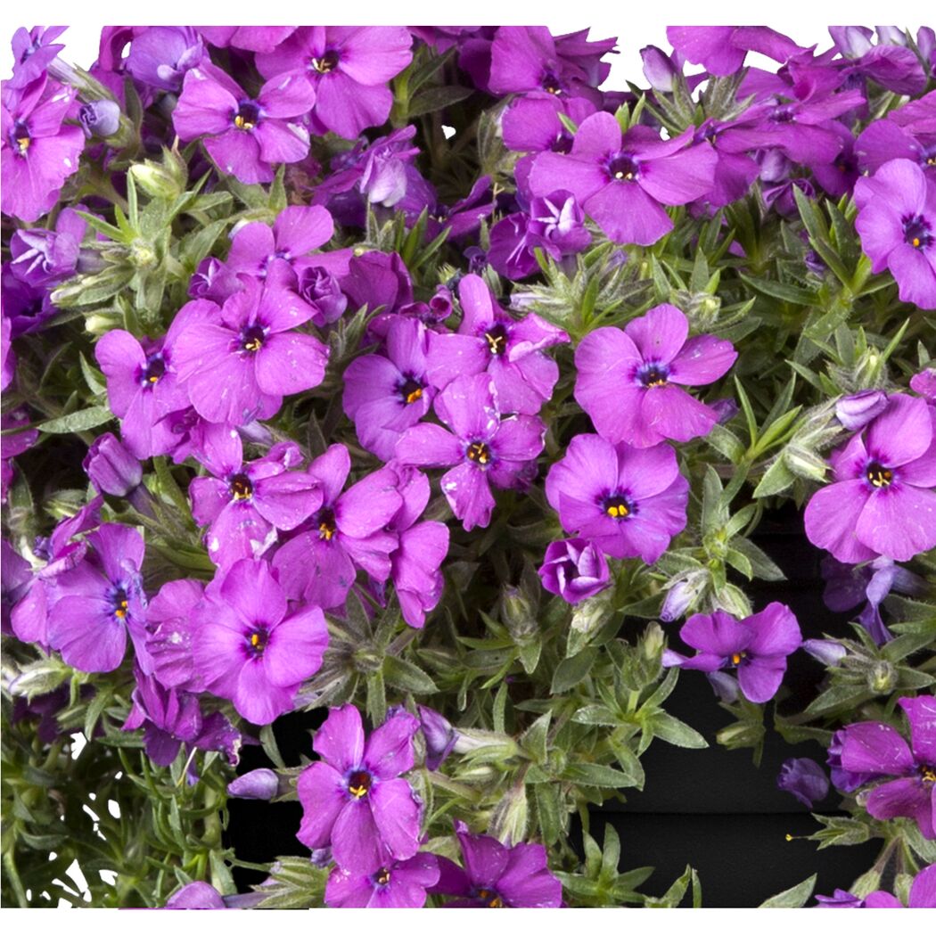 Bio Polsterphlox, 9 cm Topf, 3er-Set