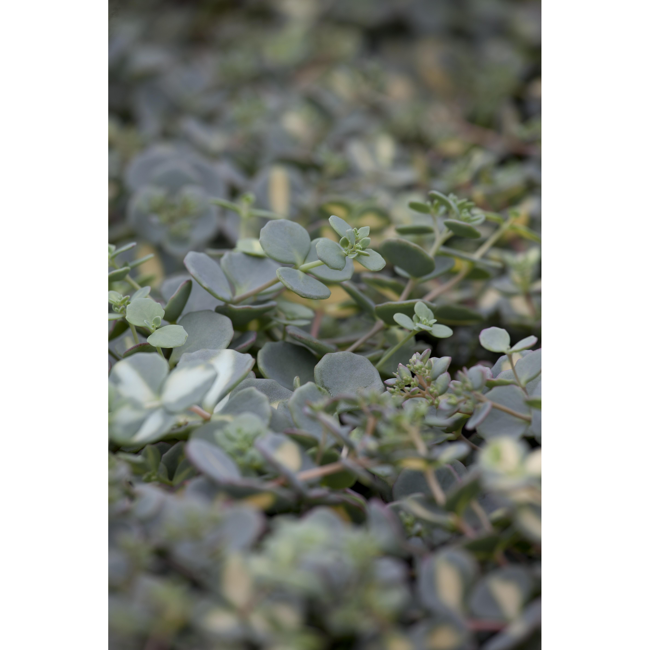 Bild von Sieboldfetthenne, 9 cm Topf, 3er-Set