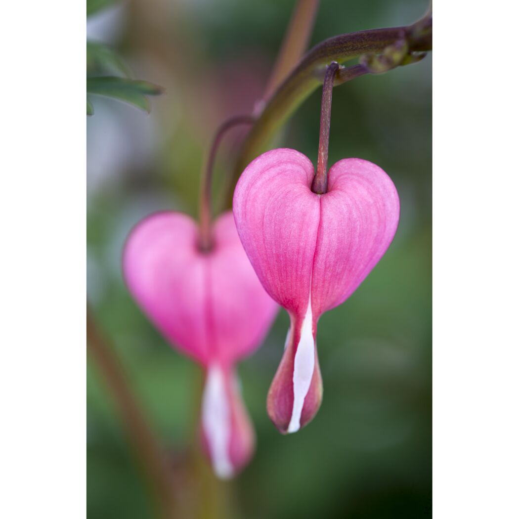 Tränendes Herz, 9 cm Topf, 3er-Set