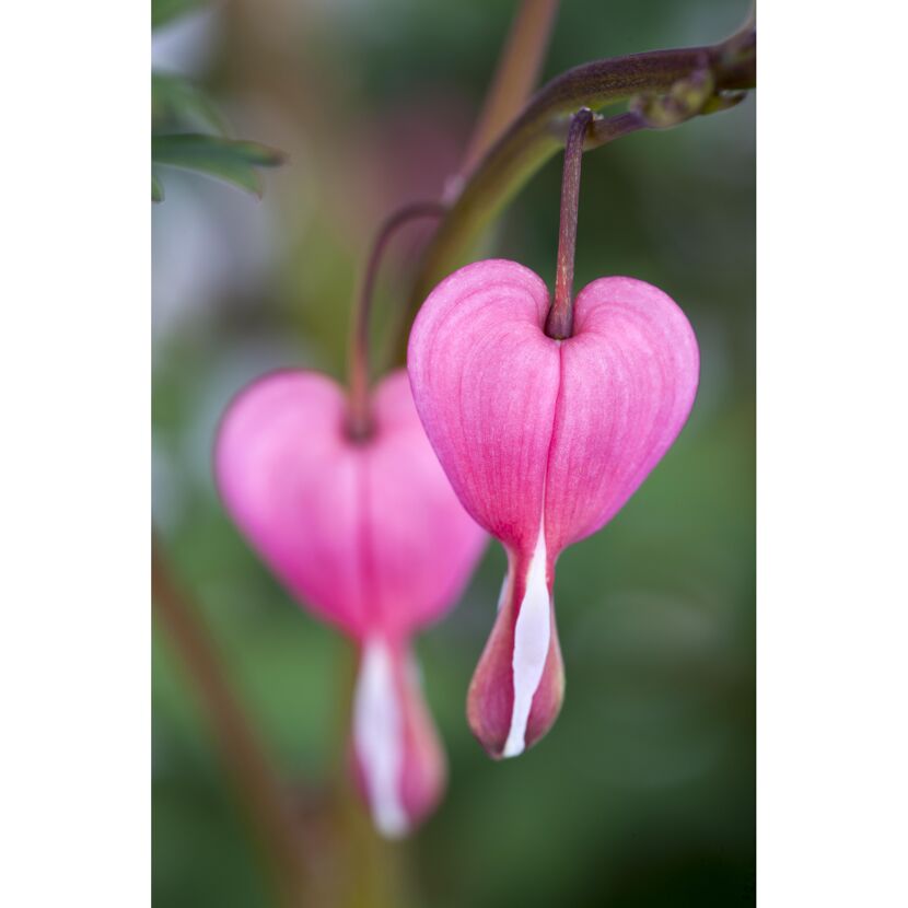 Tränendes Herz, 9 cm Topf, 3er-Set