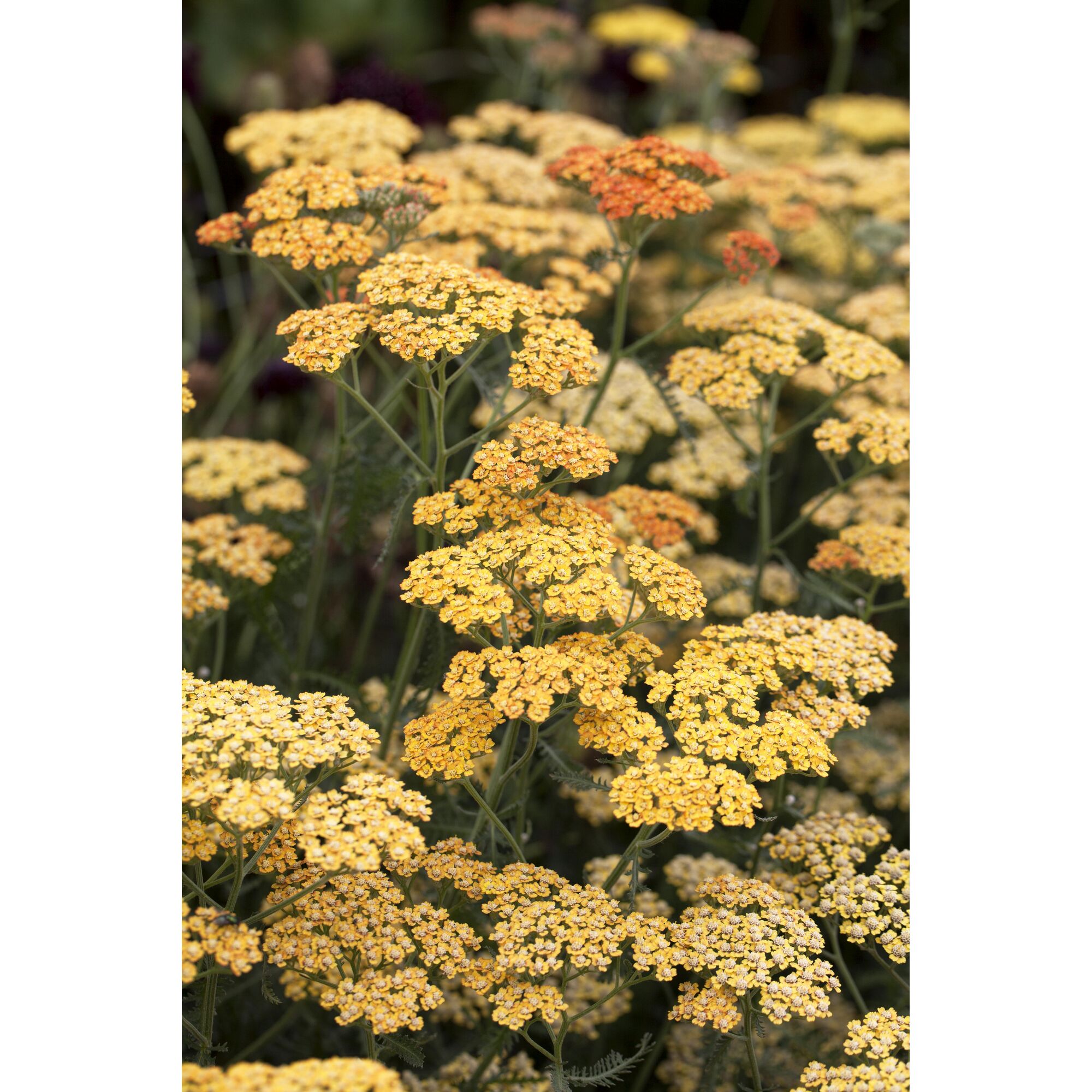 Gelbe Schafgarbe 'Terracotta'