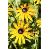 Gelbe Rudbeckia Goldsturm Blüten