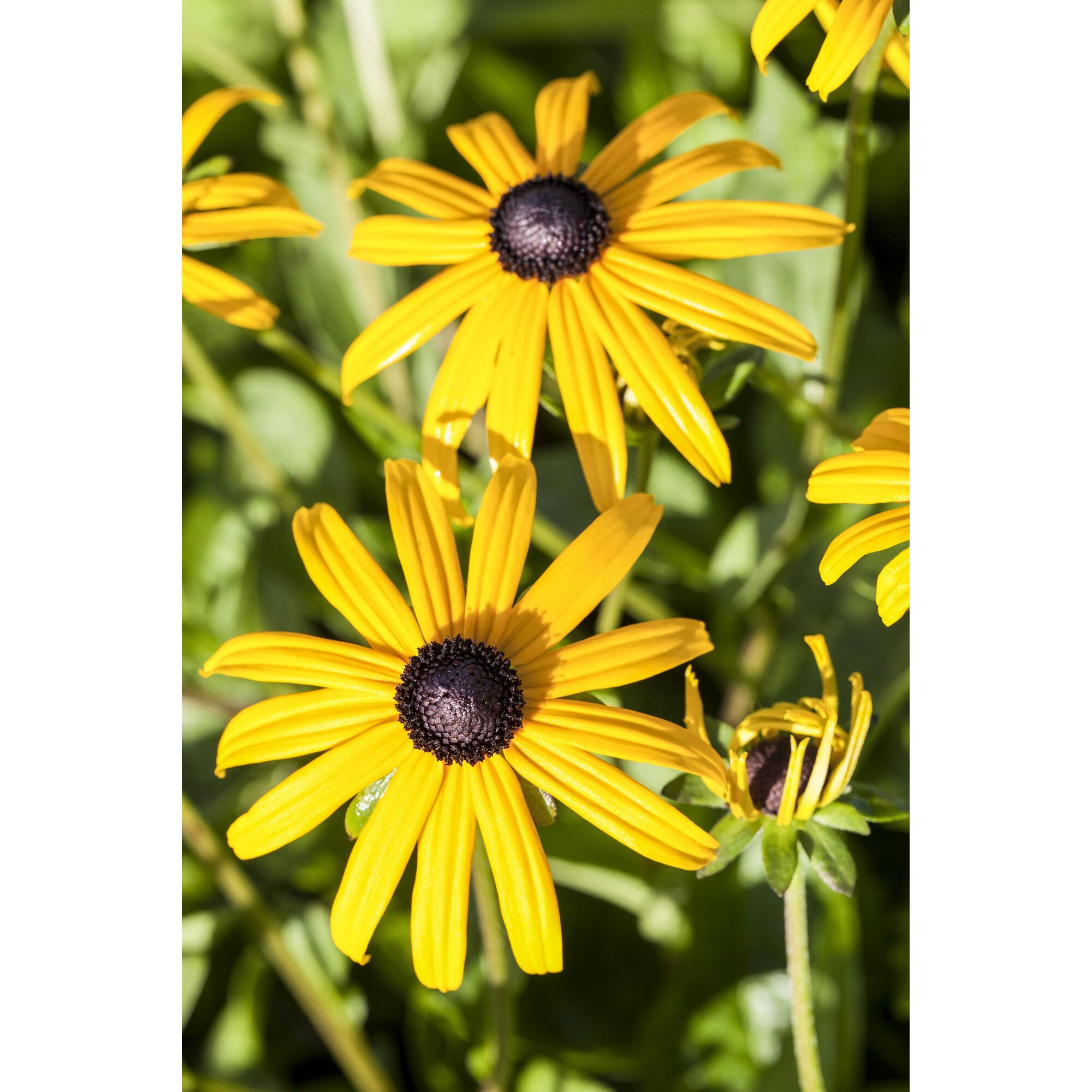 Gelbe Rudbeckia Goldsturm Blüten