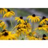Gelbe Rudbeckia Goldsturm Sonnenhut