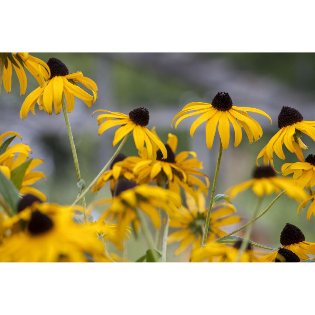 Gelbe Rudbeckia Goldsturm Sonnenhut