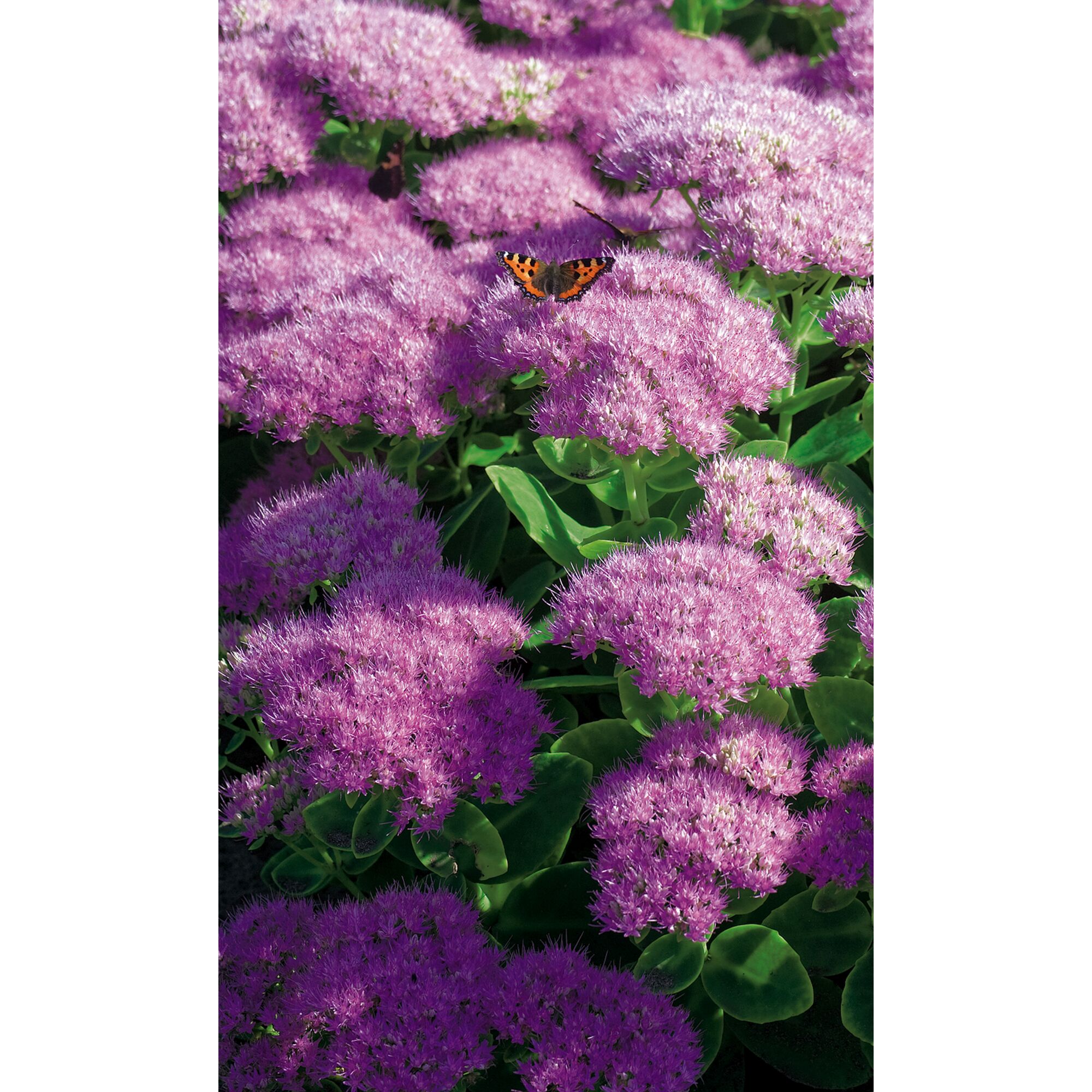 Lila Fetthenne mit Schmetterling