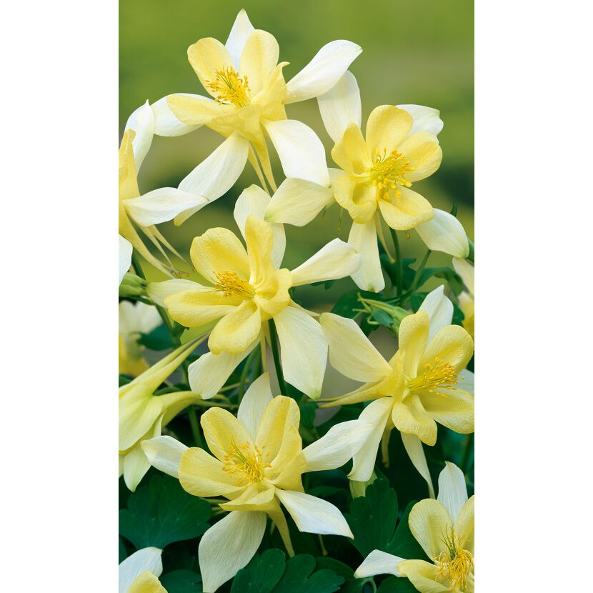 Gelbe Akeleienblüten