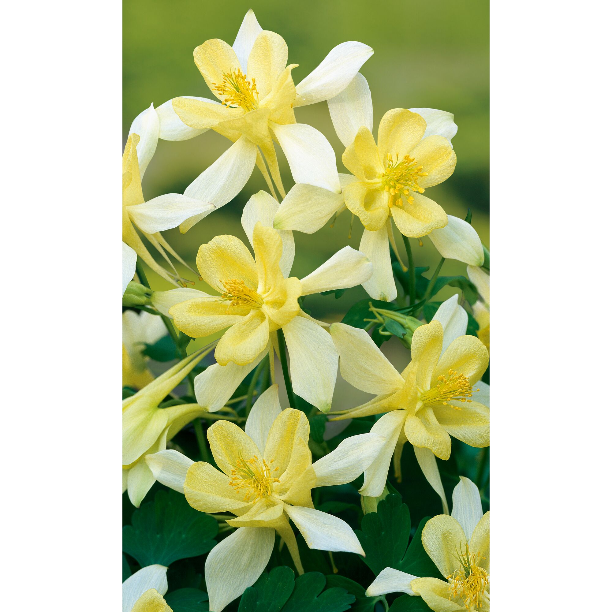 Gelbe Akeleienblüten