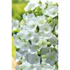 Weiße Blüten der Campanula Carpatica Pearl White