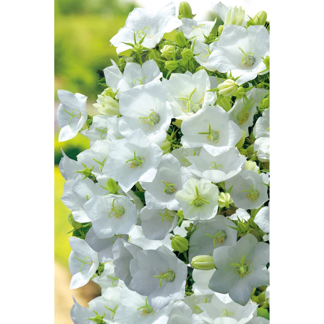 Weiße Blüten der Campanula Carpatica Pearl White