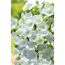Verkleinertes Bild von Karpatenglockenblume 'Pearl White', 9 cm Topf, 3er-Set