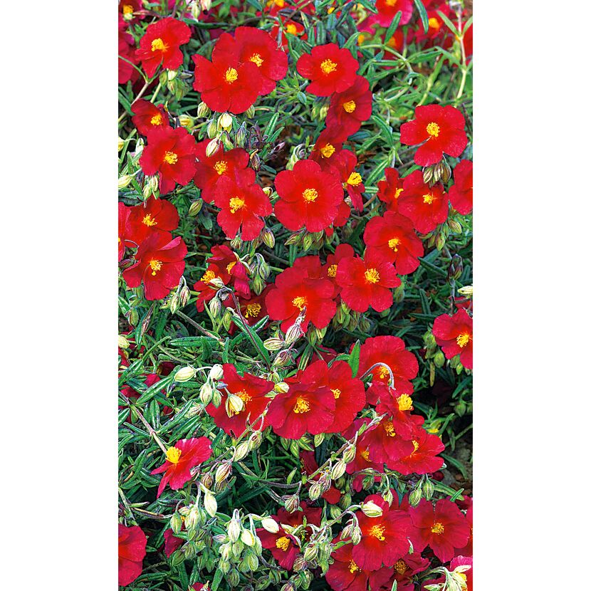 Sonnenröschen 'Cerise Queen', 9 cm Topf, 3er-Set