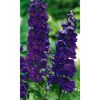 Bio Rittersporn 'Pacific Black Knight', 9 cm Topf, 3er-Set