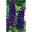 Bio Rittersporn 'Pacific Black Knight', 9 cm Topf, 3er-Set