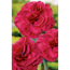Federnelke 'Desmond', 9 cm Topf, 3er-Set