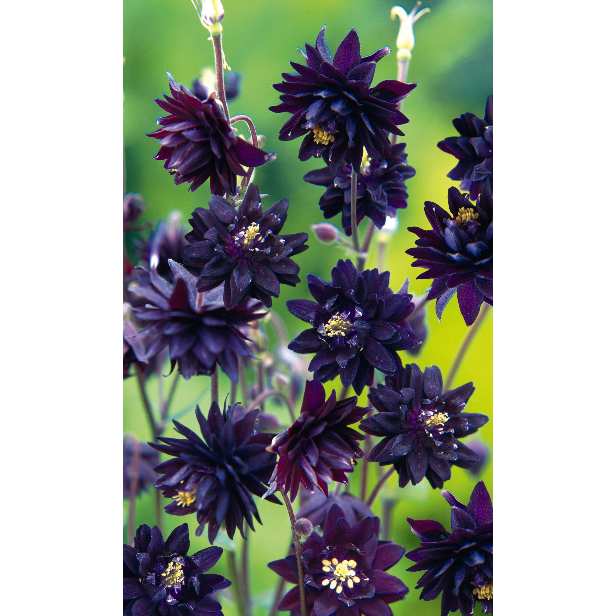 Schwarze Akelei Black Barlow