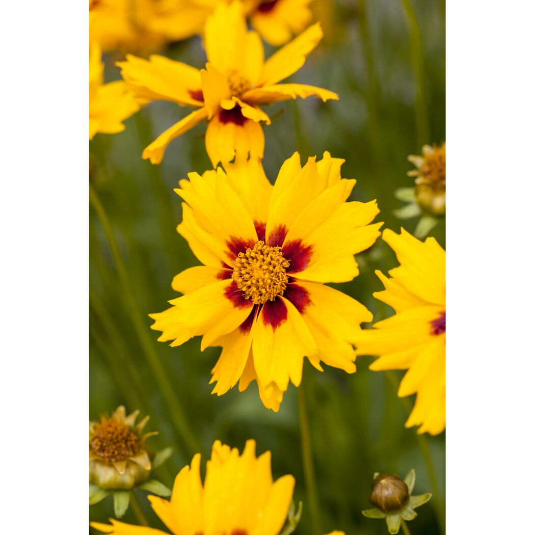 Bio Mädchenauge 'Sterntaler', 9 cm Topf, 3er-Set