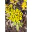Goldwolfsmilch, 9 cm Topf, 3er-Set