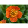 Nahaufnahme einer orangefarbenen Blüte des Nelkenwurz