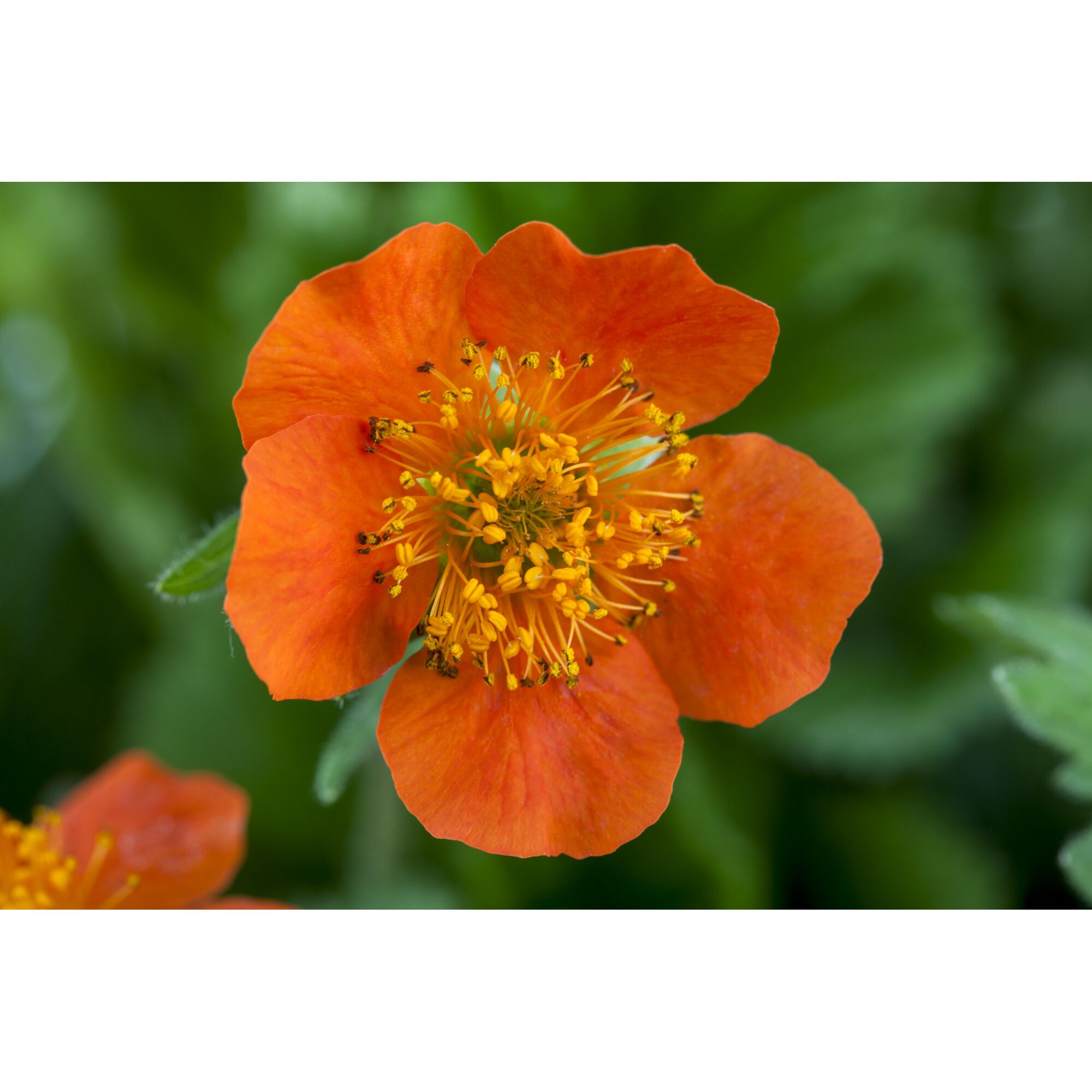 Nahaufnahme einer orangefarbenen Blüte des Nelkenwurz